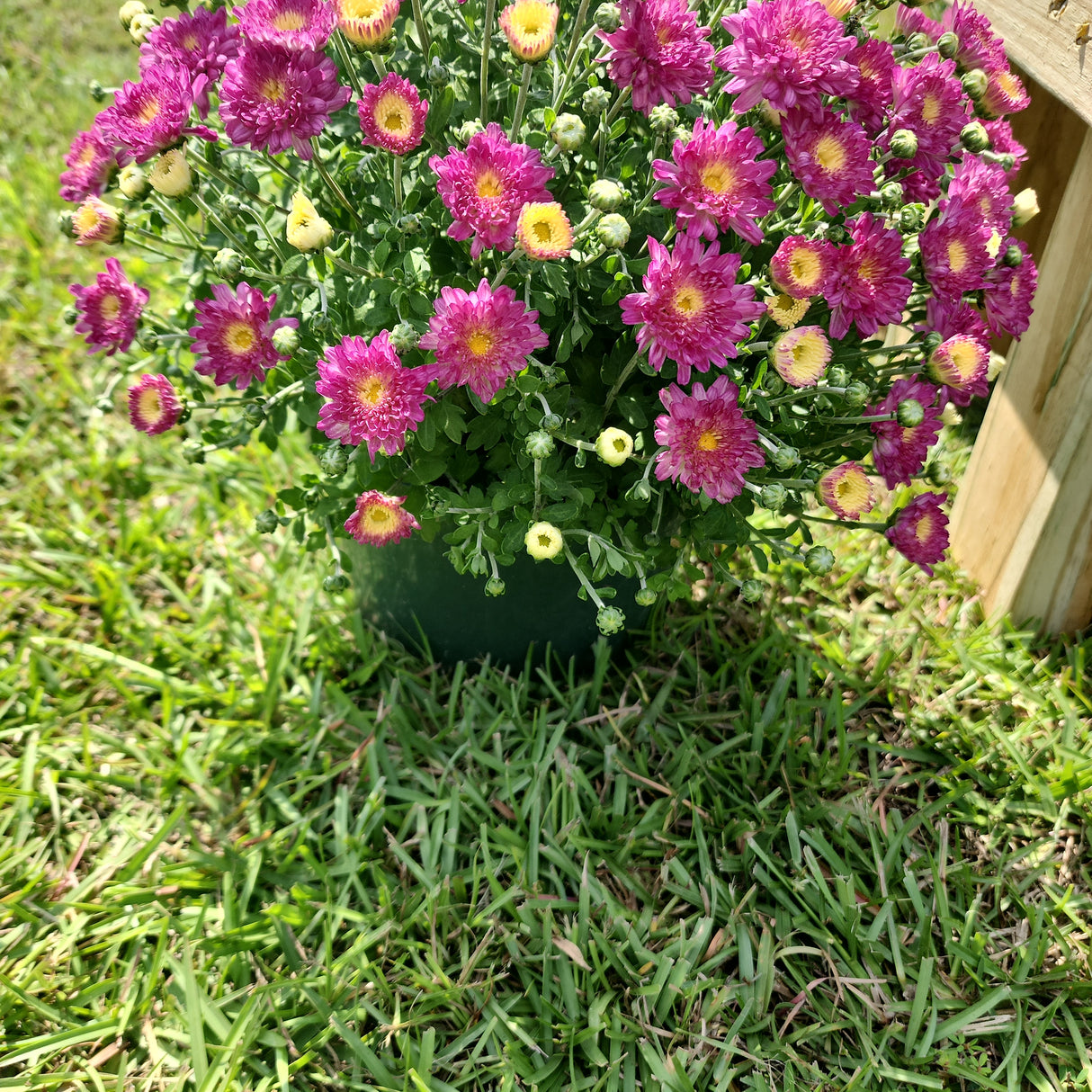 Small Mums