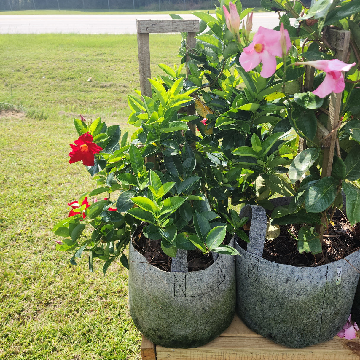 Mandeville Plants, Tropical Runners