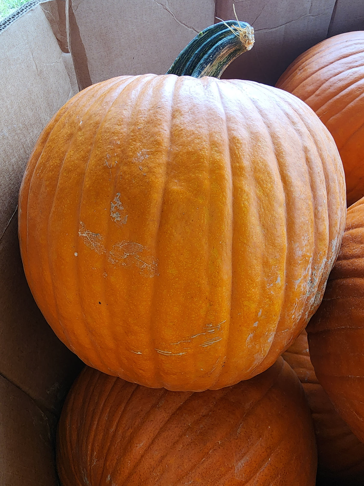Large Pumpkins