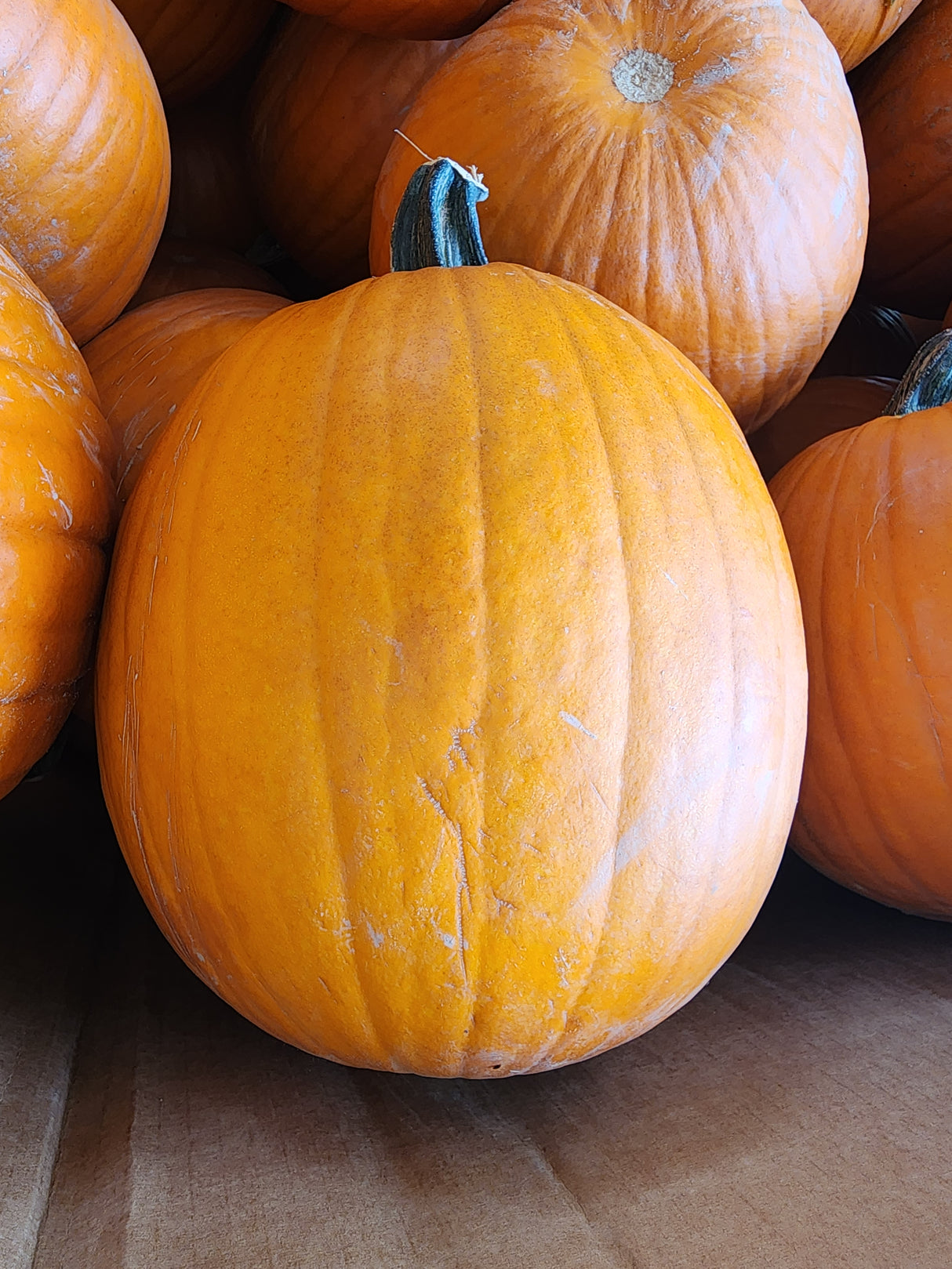 Medium Pumpkins