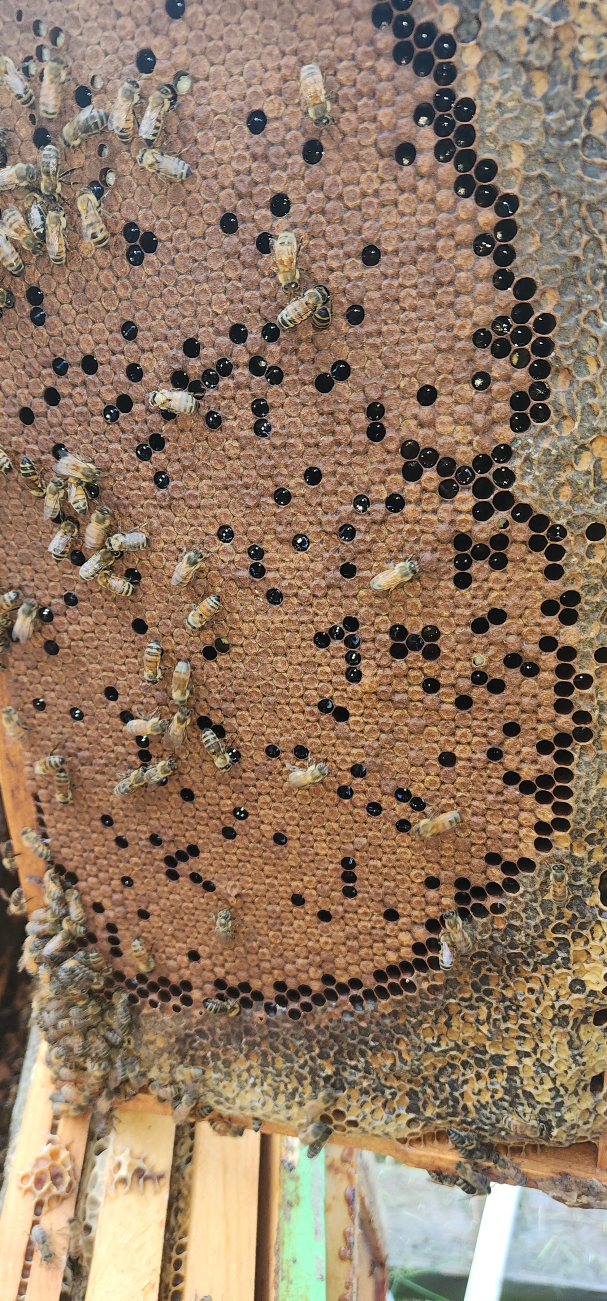 Nucleolus (NUC) 5 Frame 2026 Season Opens January 1st