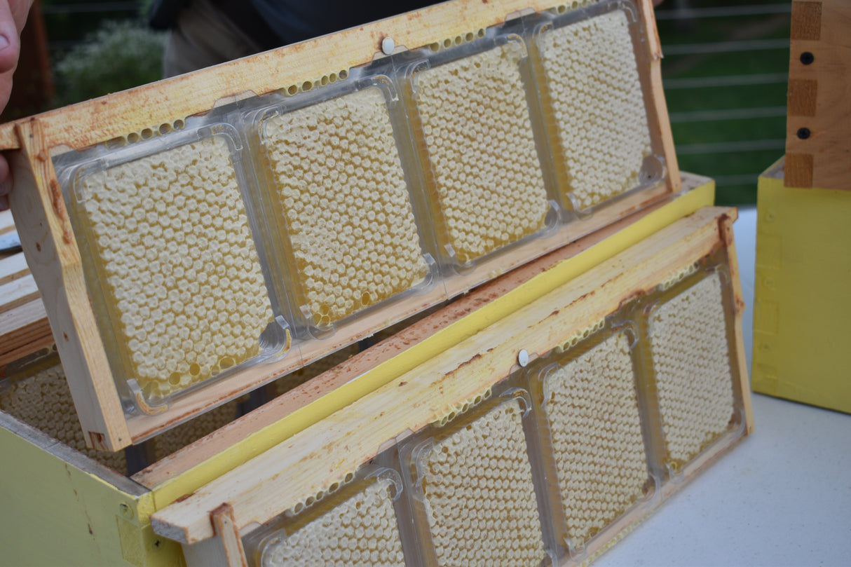 SimplKomb Honey Comb 20 pack Cassettes