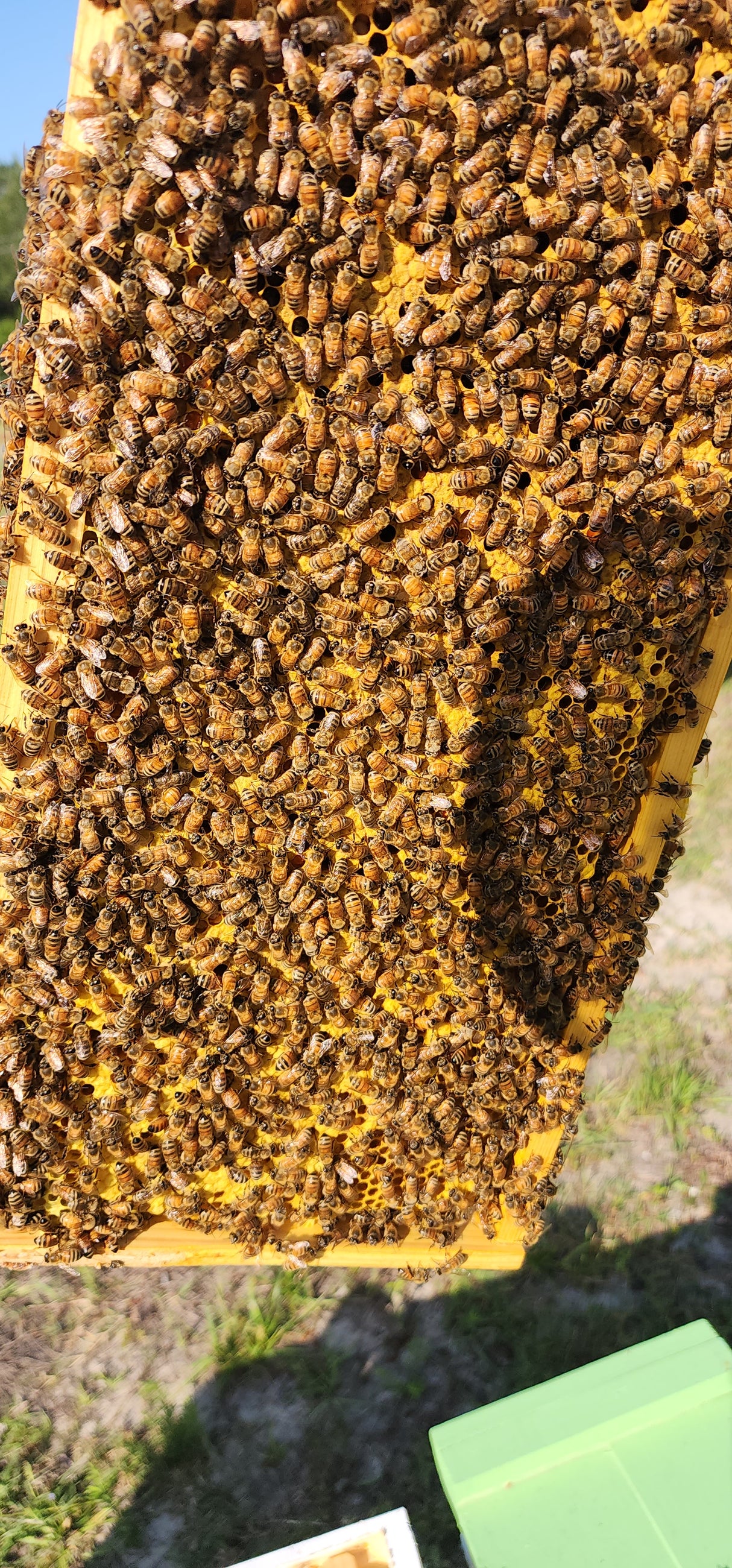 Nucleolus (NUC) 5 Frame 2026 Season Opens January 1st