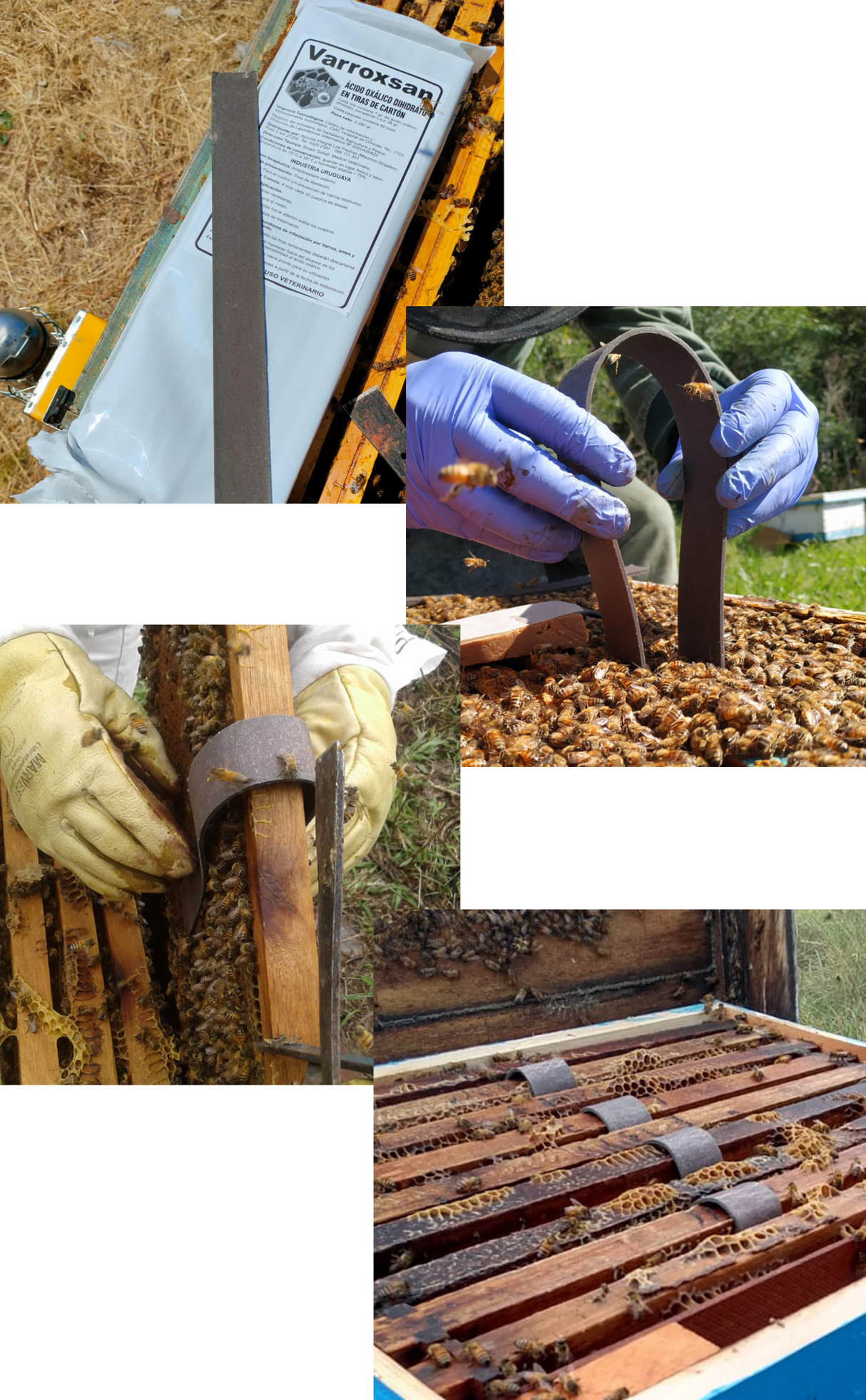 VarroxSan 20 strip packs