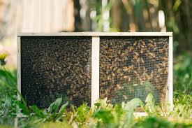 Approx 3 lbs. Package of ITALIAN HYBRID Honeybees with MARKED Mated Queen for 2026