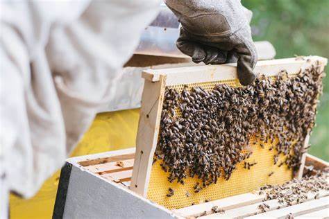 Introduction to Beekeeping FALL 2025