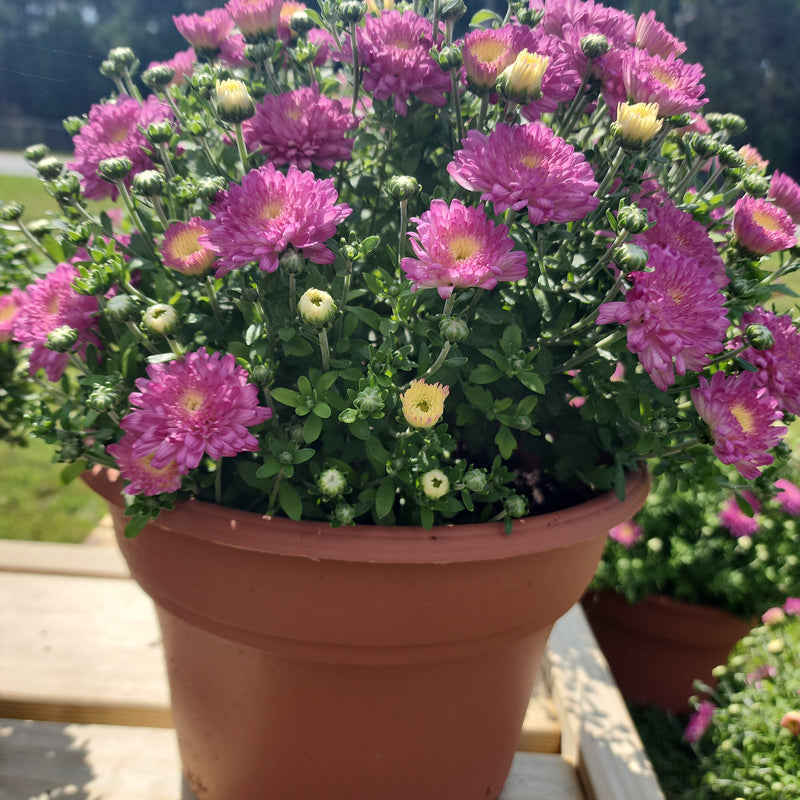 Large Mums