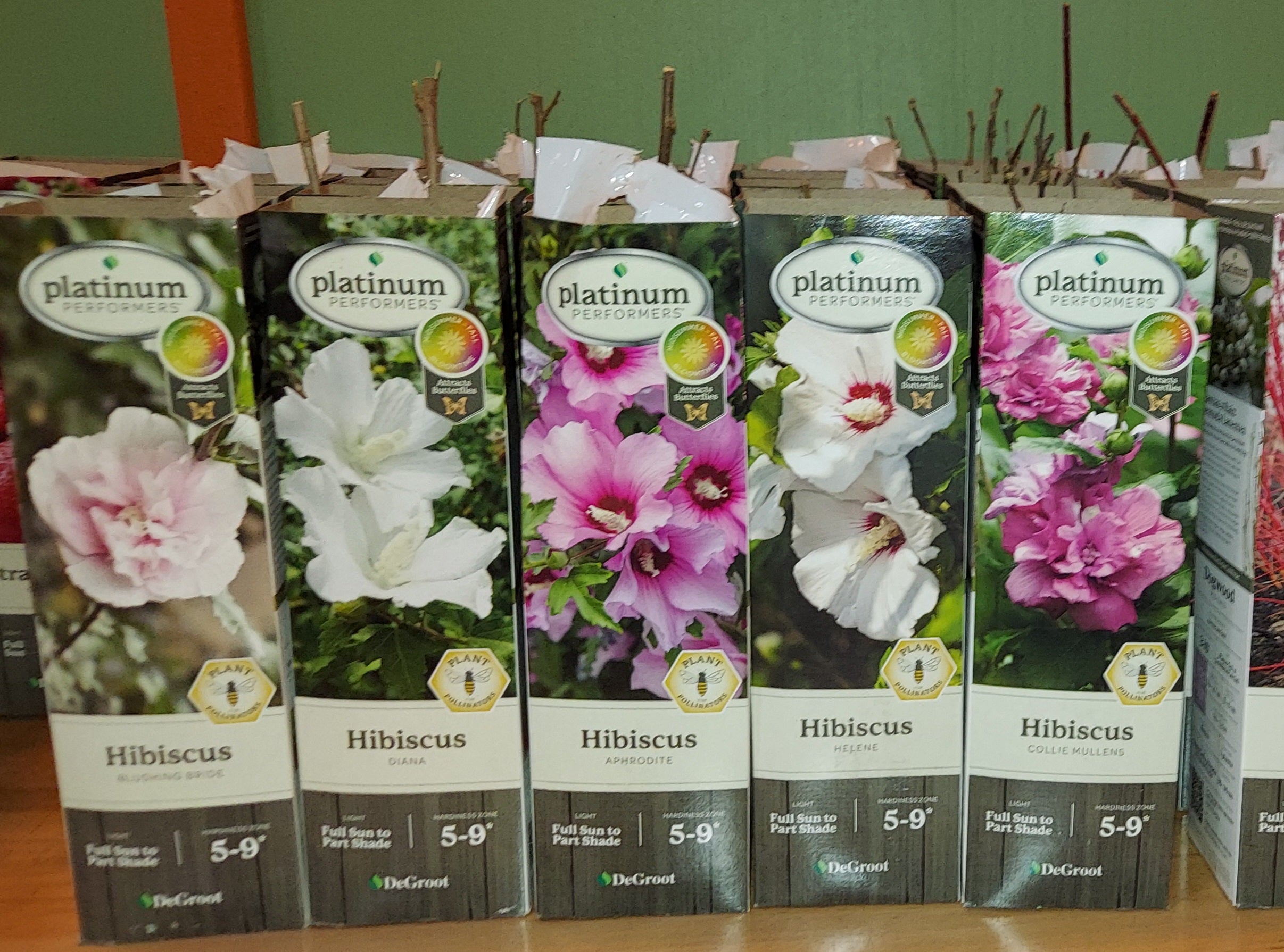 Hibiscus Plants