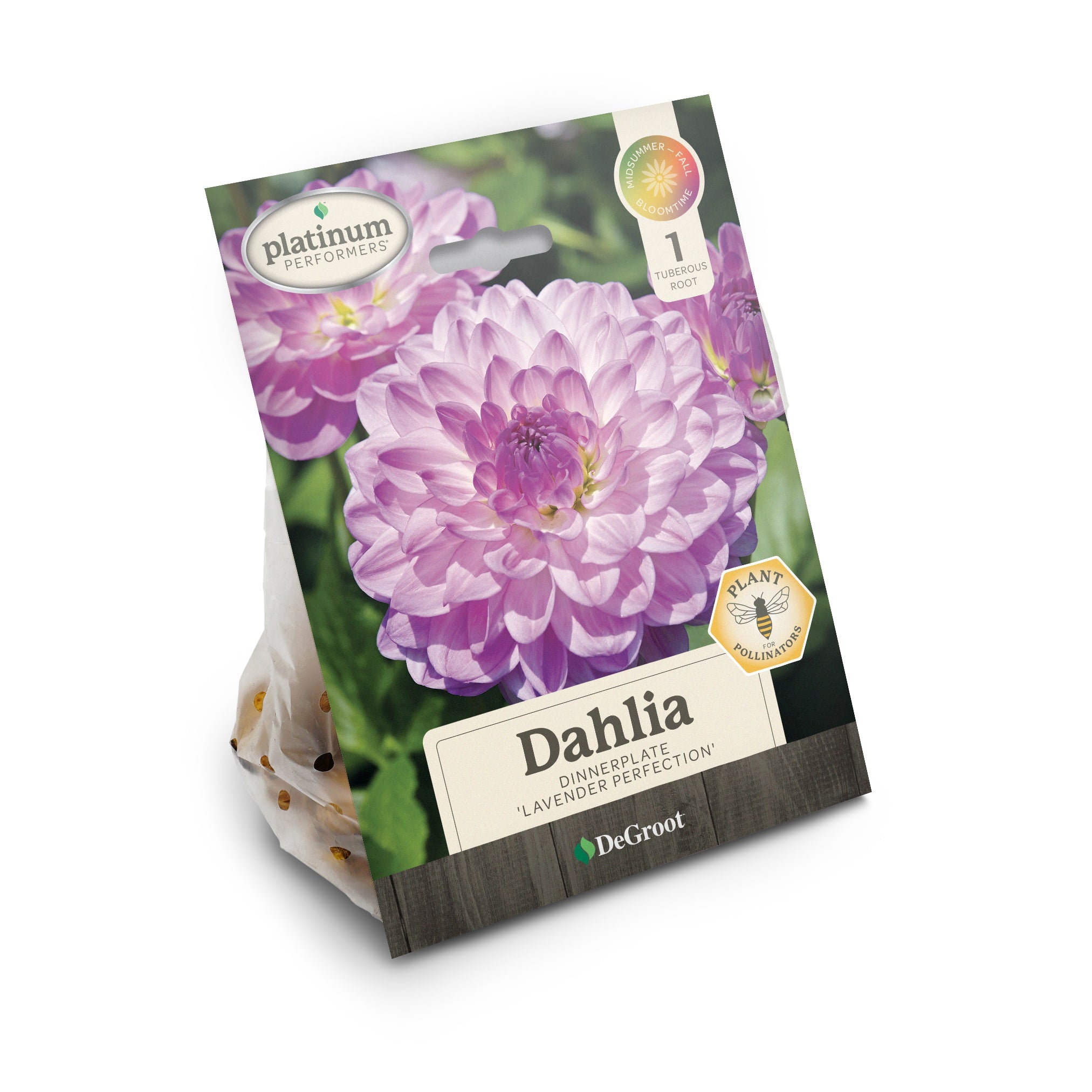 Dahlia  " Lavender Perfection"