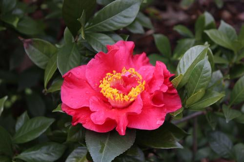 Camellia japonica JC Raulston