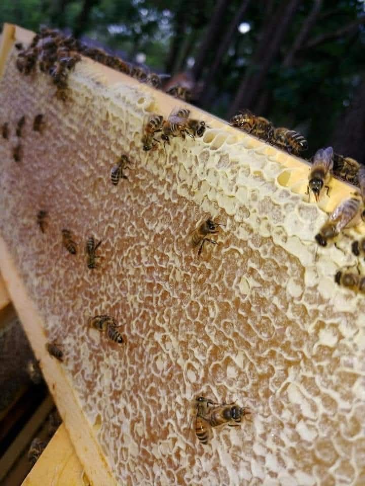 Honey Bee Day Event March 7, 2026