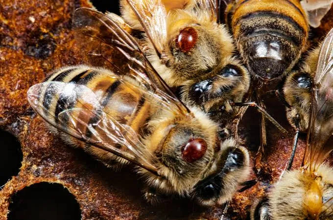 Varroa Mite Clinic JULY 11, 2026