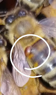Varroa Mite Clinic