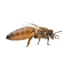 Live Honey Bees (QUEEN)