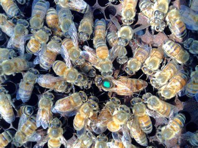 Live Honey Bees (QUEEN)