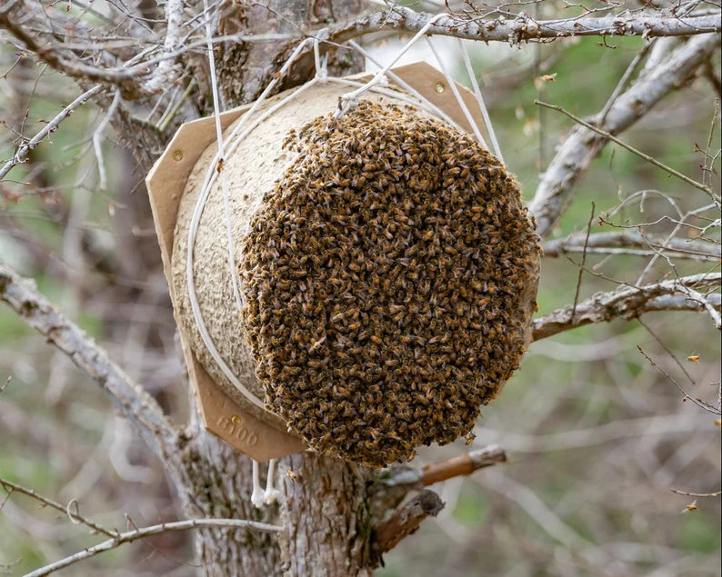 Swarm Trap