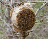 Swarm Trap